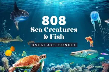 808 Sea Creatures & Fish Overlays Bundle