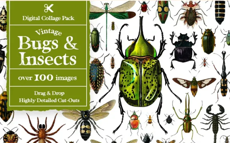 vintage bugs and insects