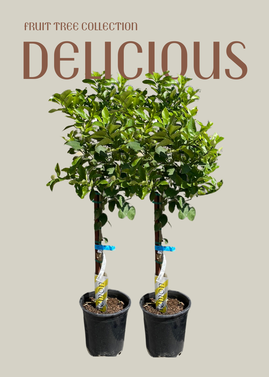 lemon trees getting ready for delivery
