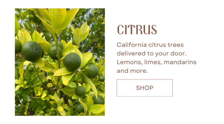 California citrus trees 