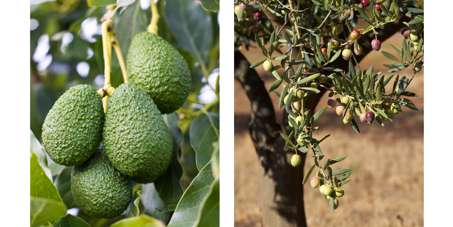 Avocado and olive trees for a home