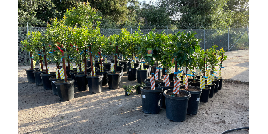 citrus trees getting ready to be loaded for delivery
