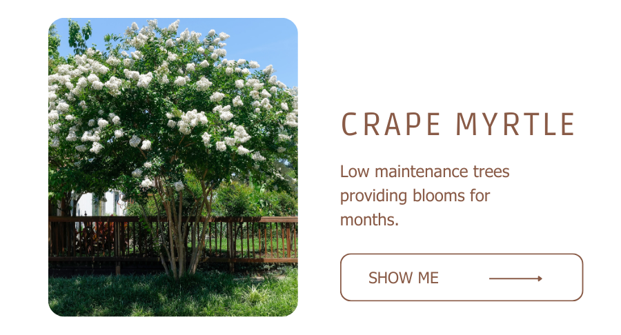 Crape Myrtle Trees
