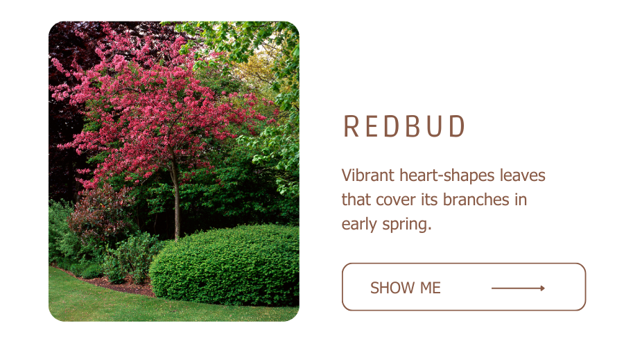 Redbud Trees