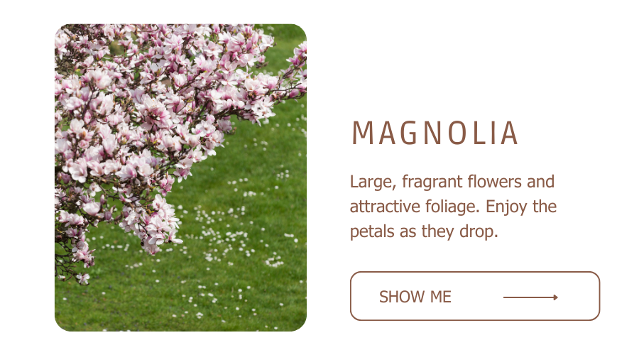 Magnolia Trees