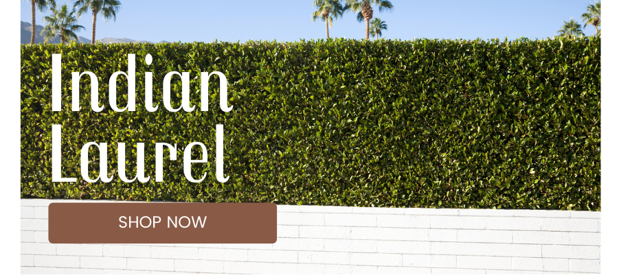 ficus nitida hedge