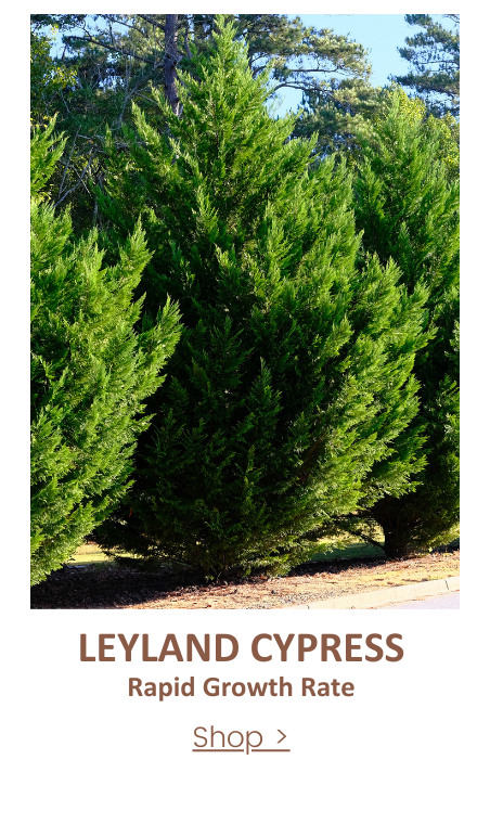 leyland cypress hedge