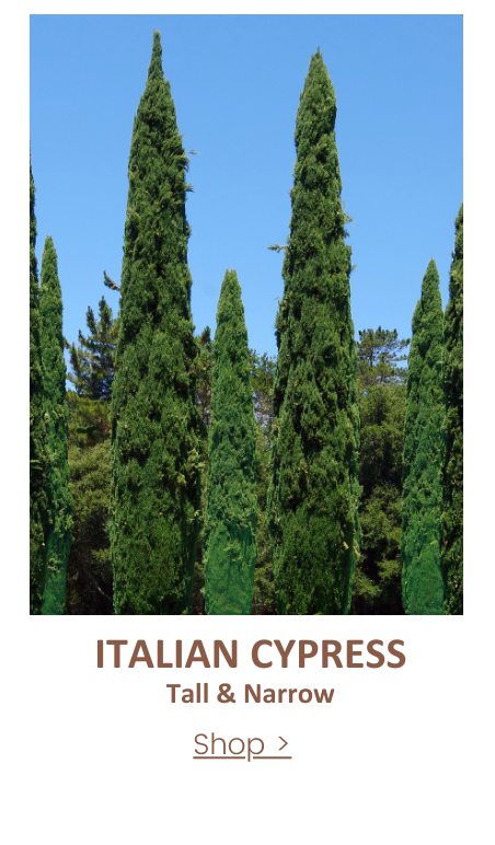 italian cypress narrow hedge