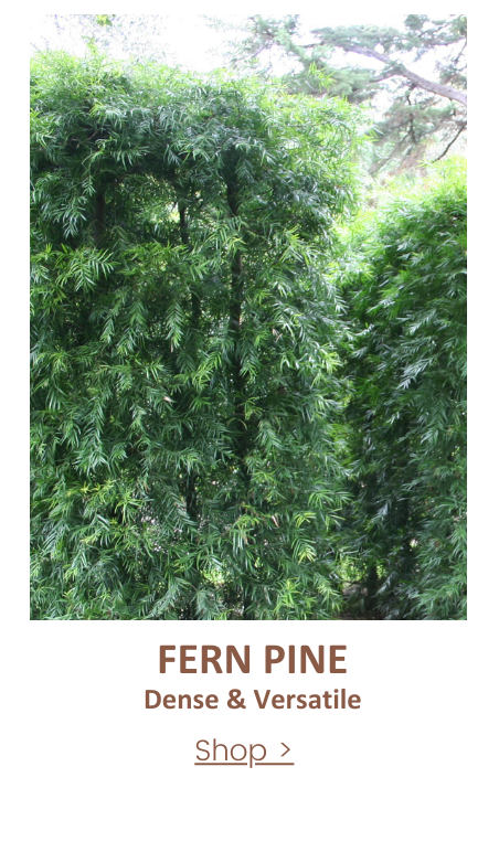 podocarpus gracilior privacy screen