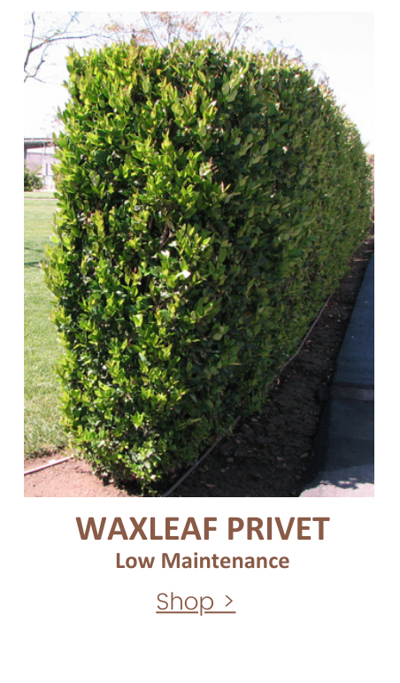 Ligustrum japonicum 'Texanum' hedge