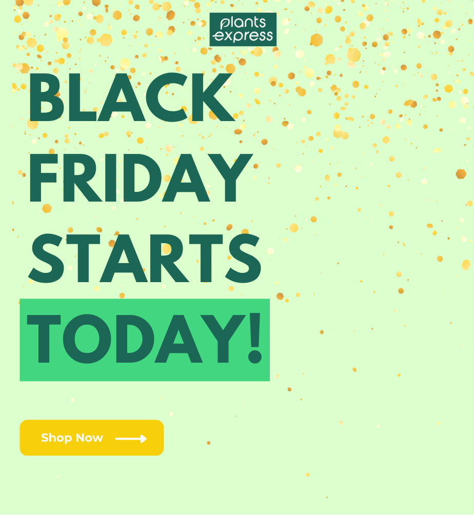 Plants Express Black Friday sale