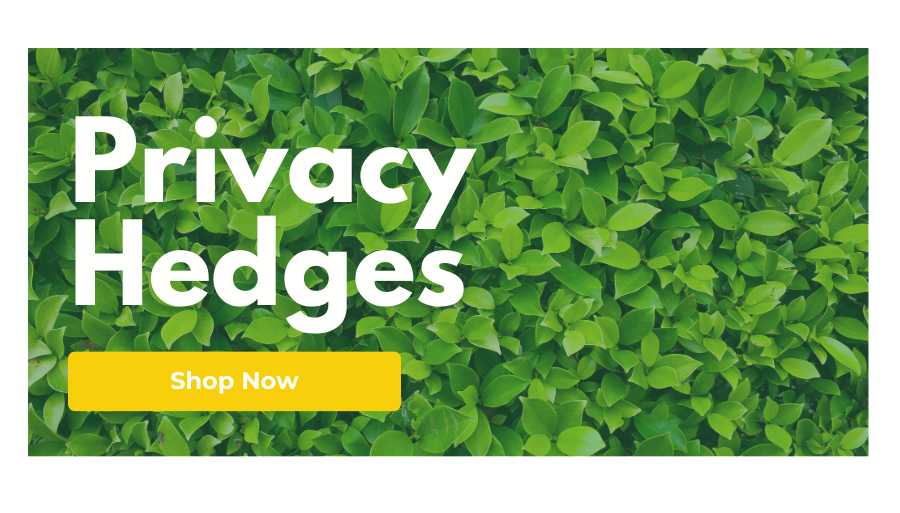 privacy hedges and trees