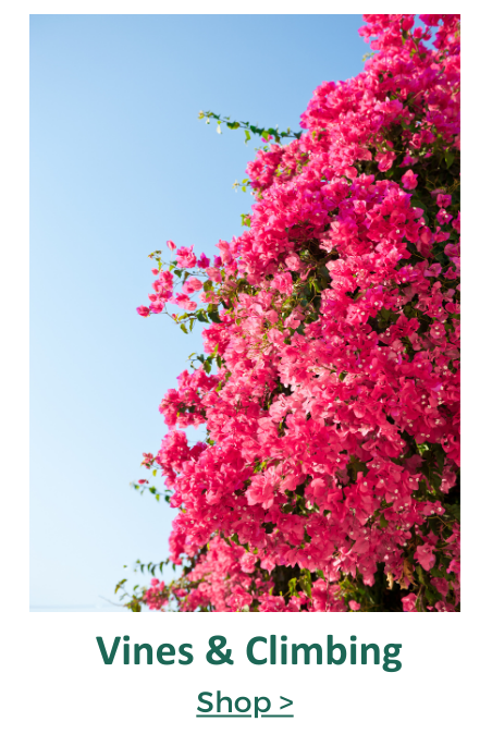 vines and climbing plants