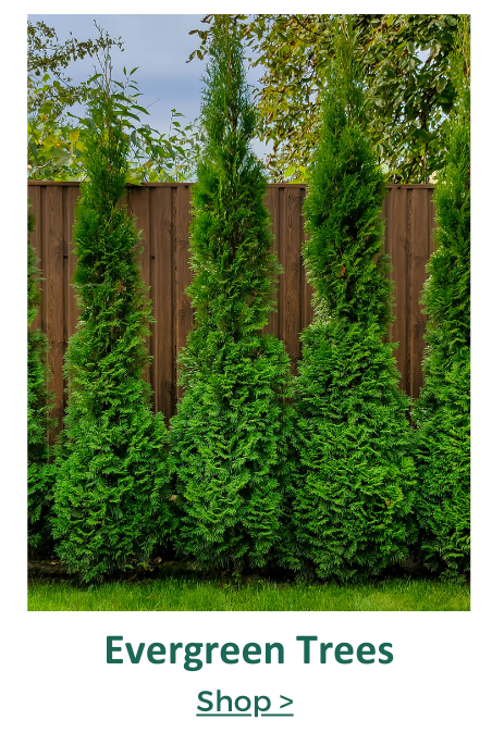 evergreen trees