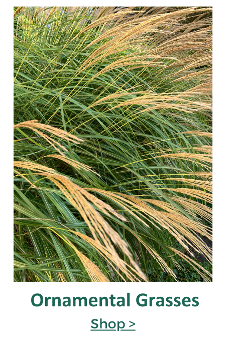 ornamental grasses