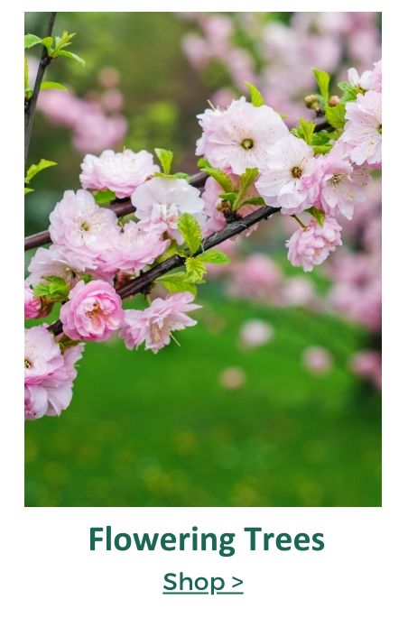flowering trees