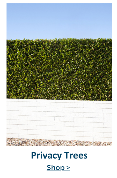 privacy trees