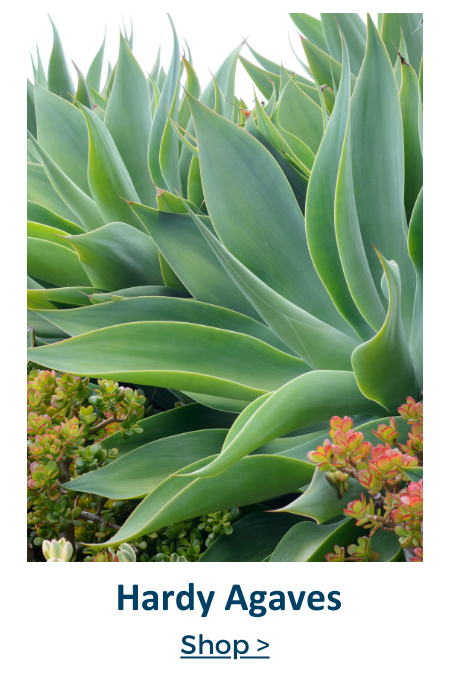 succulents and agaves 