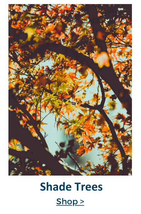 shade trees