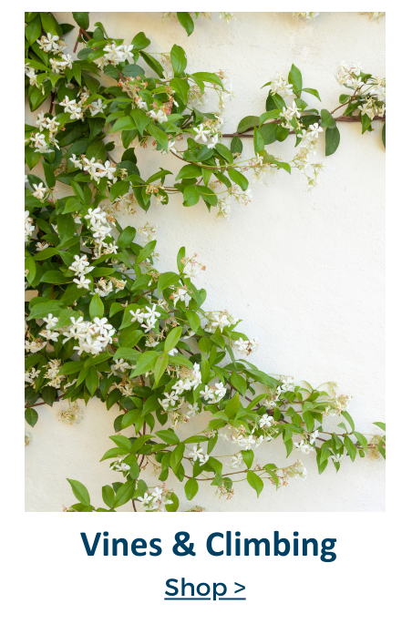 vines and climbing plants