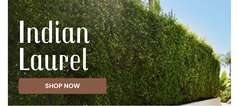 ficus nitida hedge