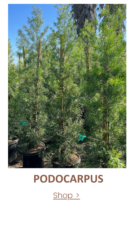 Podocarpus gracilior