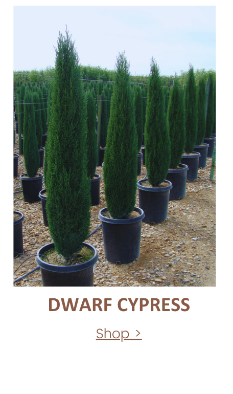 dwarf italian cypress 