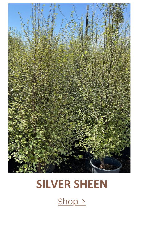 Pittosporum Silver Sheen