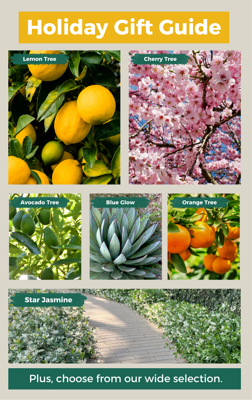 Plants Express holiday gift guide 