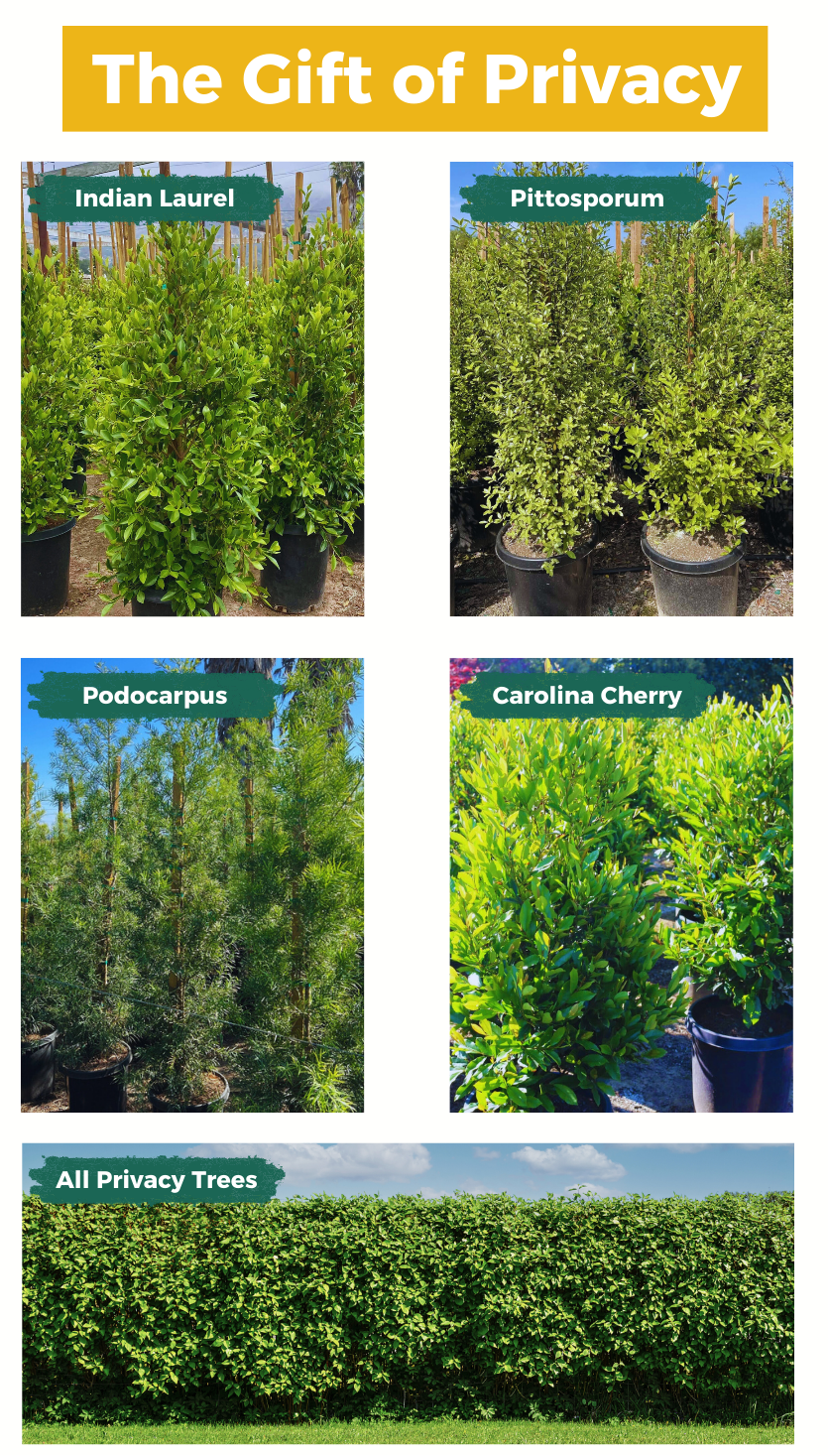 Plants Express privacy trees