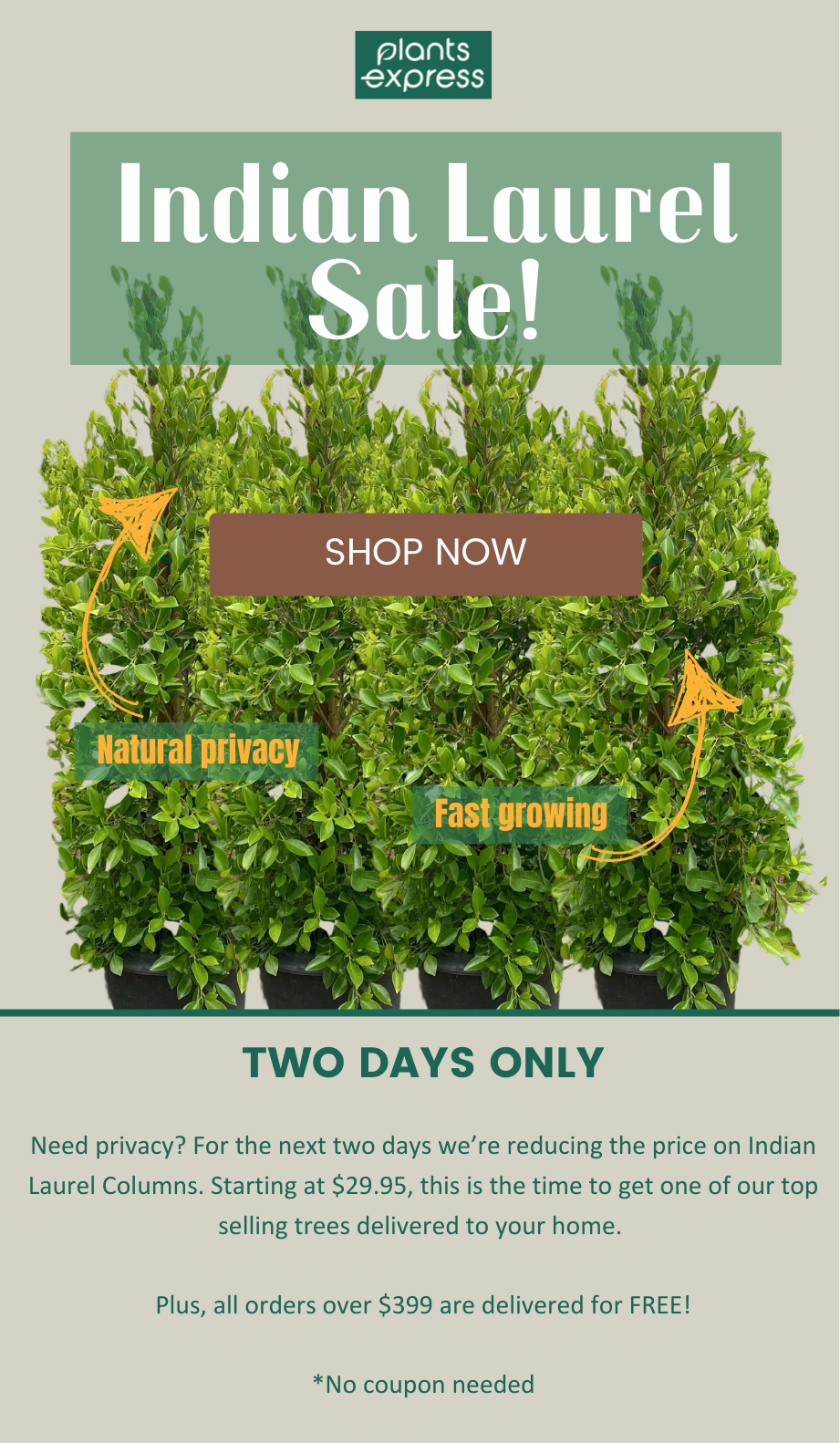 Indian Laurel privacy trees 