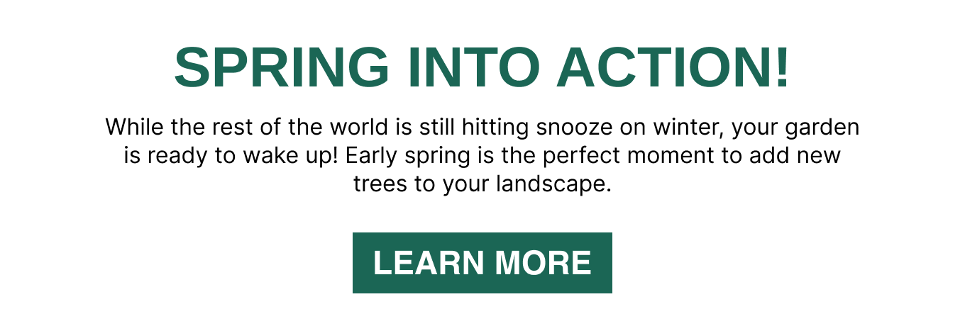 While the rest of the world is still hitting snooze on winter, your garden is ready to wake up! Early spring is the perfect moment to add new trees to your landscape.