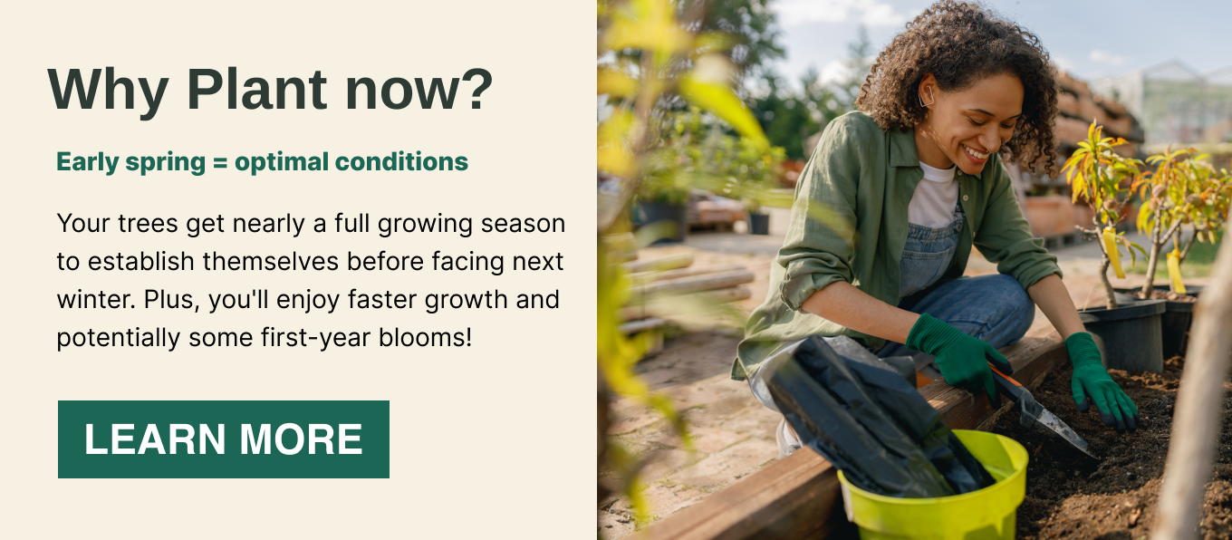 Your trees get nearly a full growing season to establish themselves before facing next winter. Plus, you'll enjoy faster growth and potentially some first-year blooms!