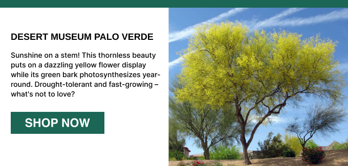 Sunshine on a stem! This thornless beauty puts on a dazzling yellow flower display while its green bark photosynthesizes year-round. Drought-tolerant and fast-growing – what's not to love?