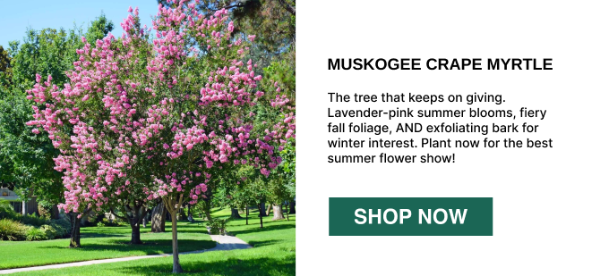 The tree that keeps on giving. Lavender-pink summer blooms, fiery fall foliage, AND exfoliating bark for winter interest. Plant now for the best summer flower show!