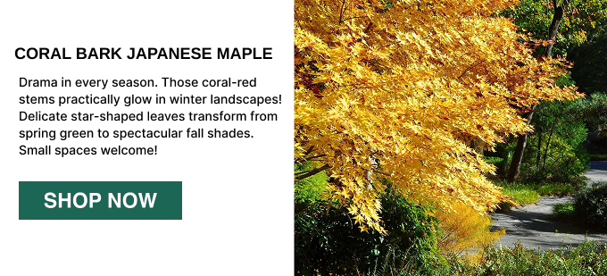 Drama in every season. Those coral-red stems practically glow in winter landscapes! Delicate star-shaped leaves transform from spring green to spectacular fall shades. Small spaces welcome!