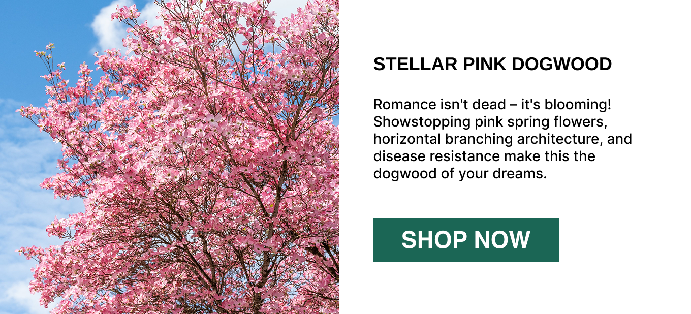 Romance isn't dead – it's blooming! Showstopping pink spring flowers, horizontal branching architecture, and disease resistance make this the dogwood of your dreams.