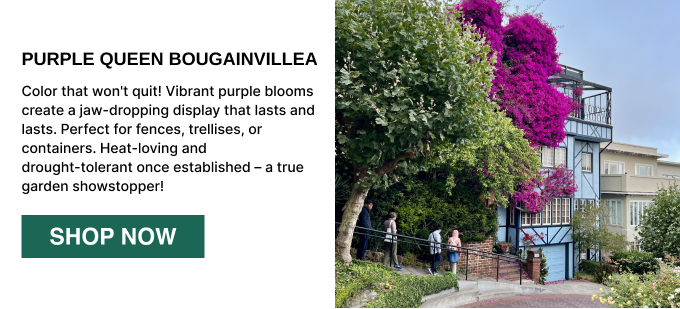 Color that won't quit! Vibrant purple blooms create a jaw-dropping display that lasts and lasts. Perfect for fences, trellises, or containers. Heat-loving and  drought-tolerant once established – a true garden showstopper!