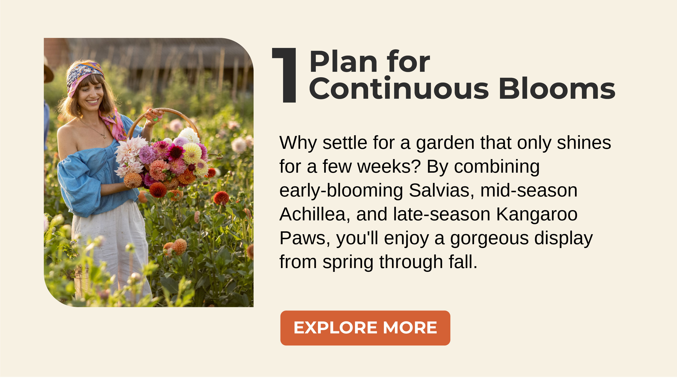  Why settle for a garden that only shines for a few weeks? By combining early-blooming Salvias, mid-season Achillea, and late-season Kangaroo Paws, you'll enjoy a gorgeous display from spring through fall.
