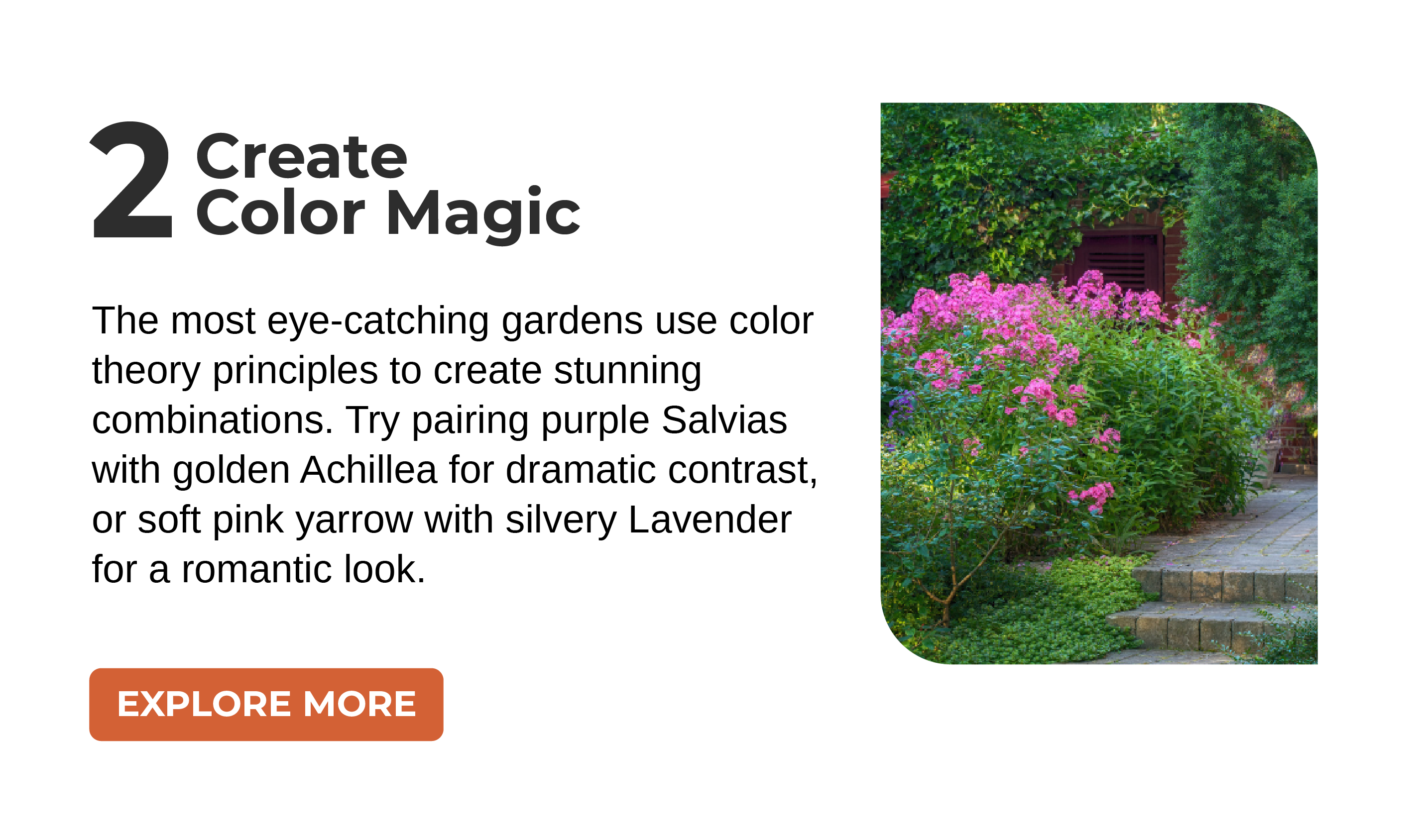  The most eye-catching gardens use color theory principles to create stunning combinations. Try pairing purple Salvias with golden Achillea for dramatic contrast, or soft pink yarrow with silvery Lavender for a romantic look.