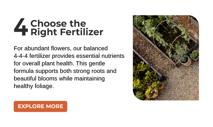 For abundant flowers, look for fertilizers with lower nitrogen and higher phosphorus and potassium (like a 5-10-10 formula). This encourages spectacular blooms rather than just leafy growth.