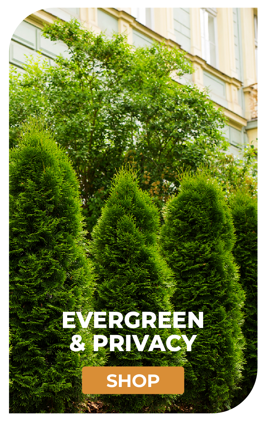 EVERGREEN & PRIVACY SHOP