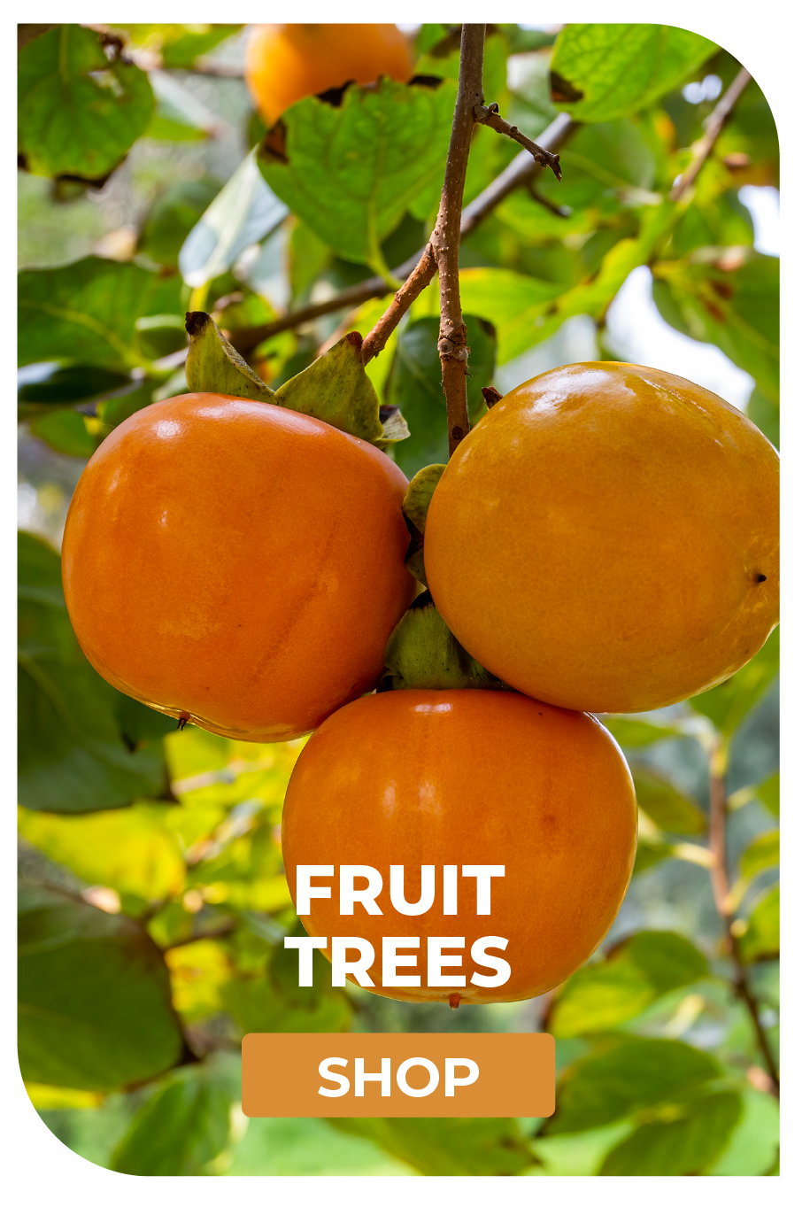 FRUIT TREES SHOP