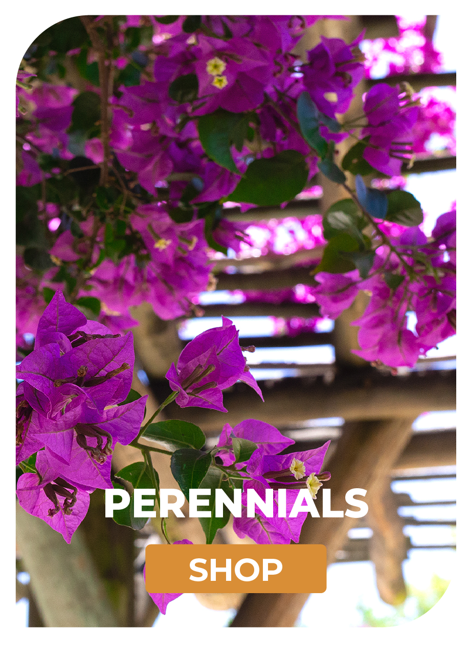 PERENNIALS SHOP