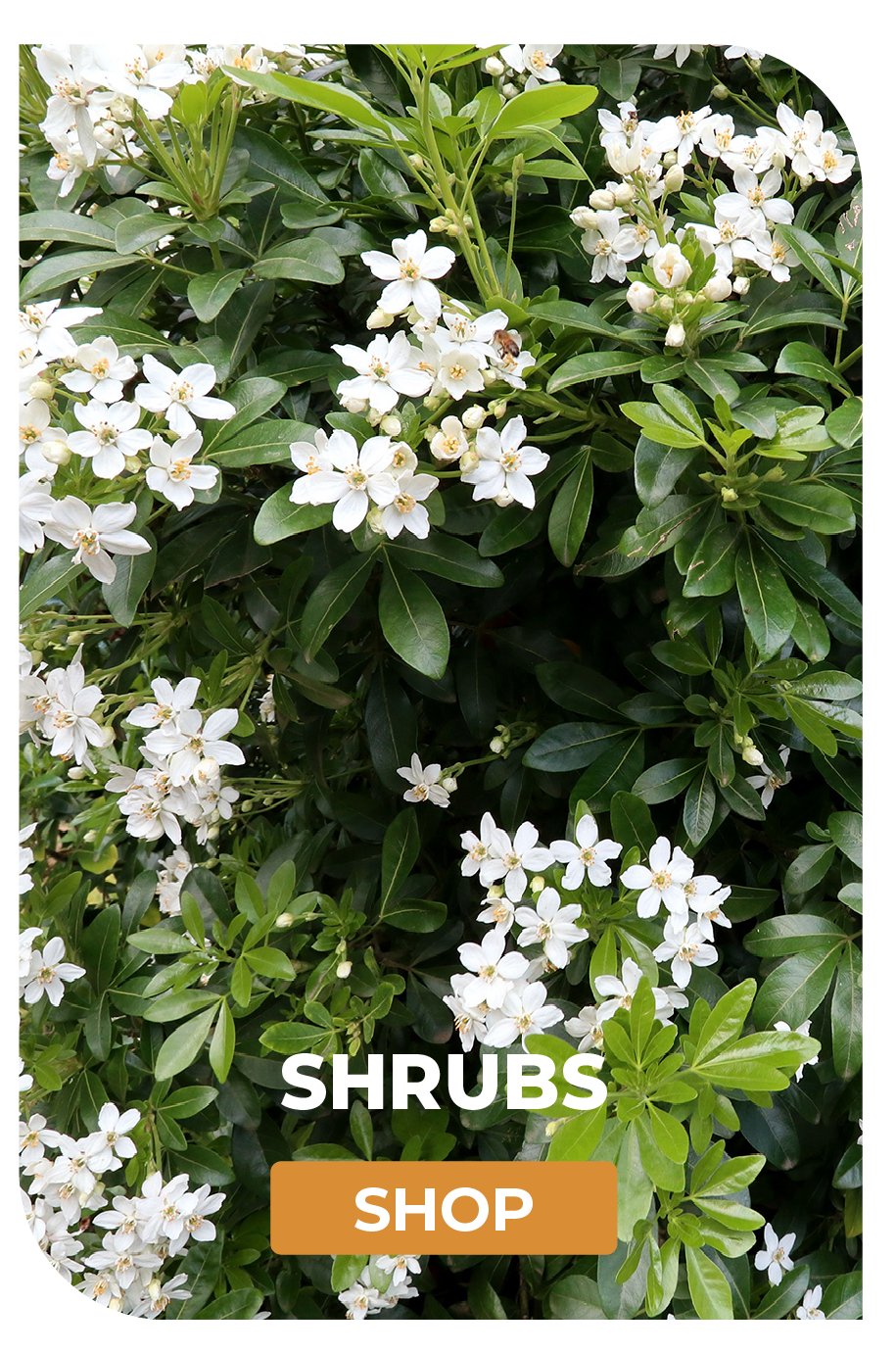 SHRUBS SHOP