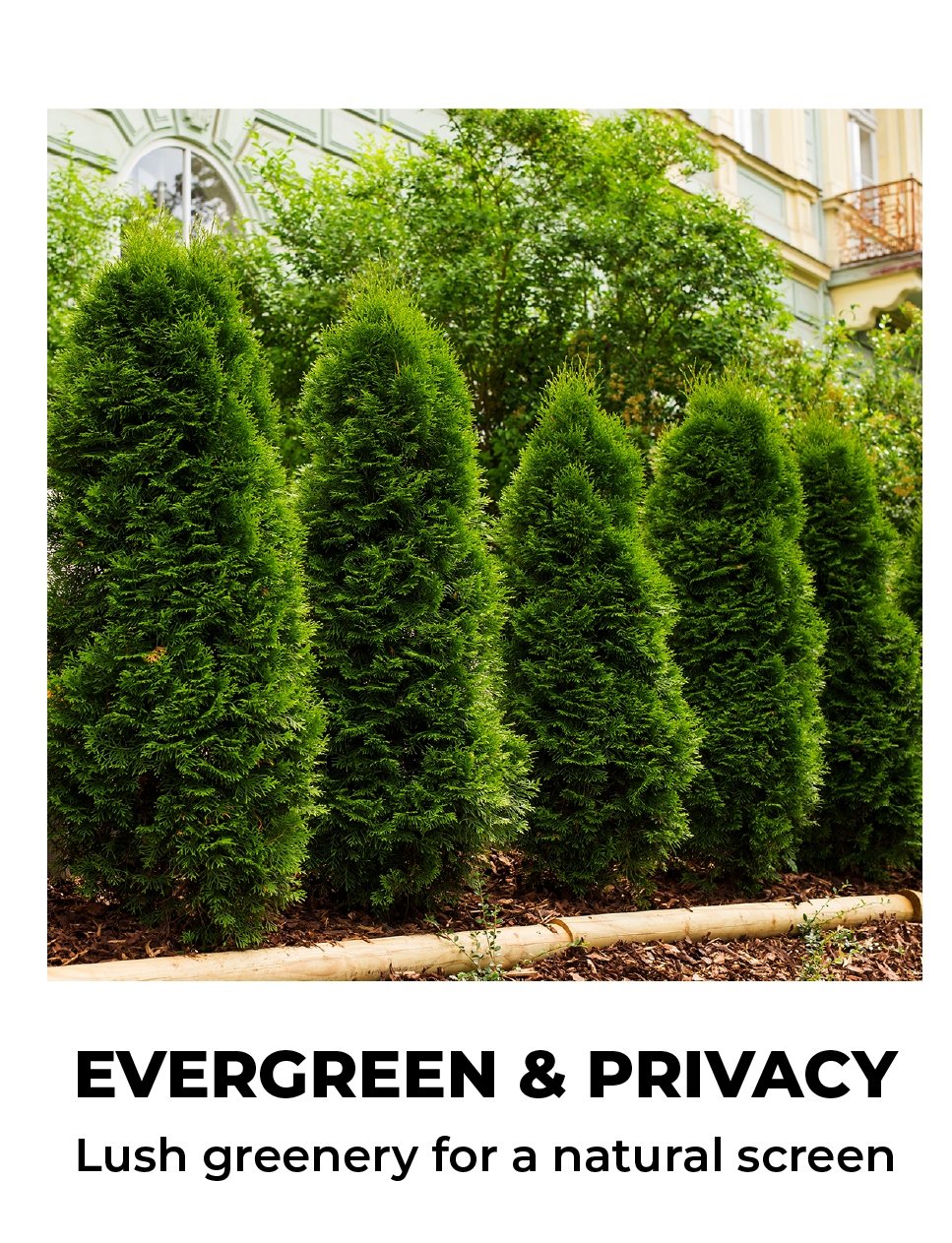 EVERGREEN & PRIVACY Lush greenery for a natural screen