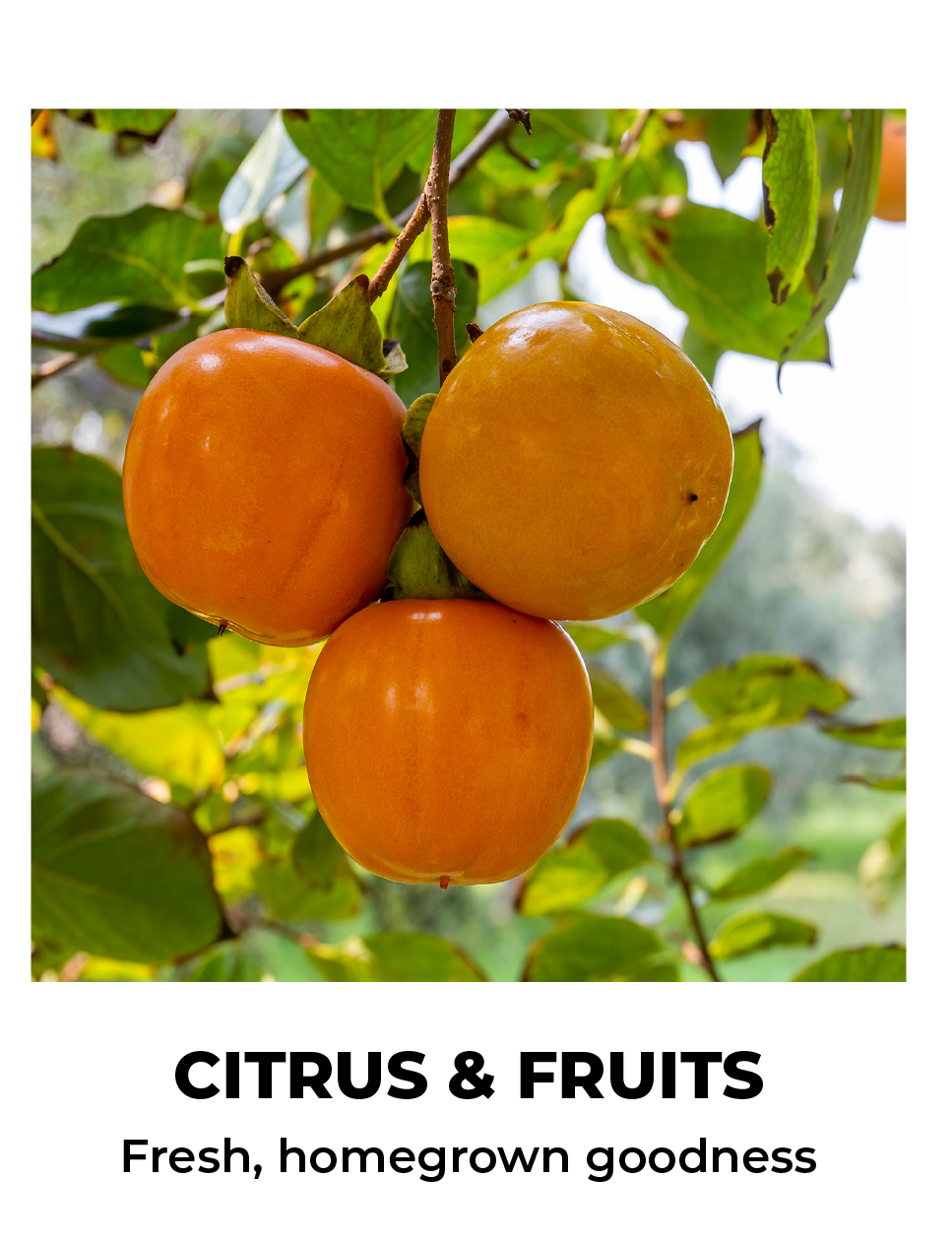 CITRUS & FRUITS Fresh, homegrown goodness