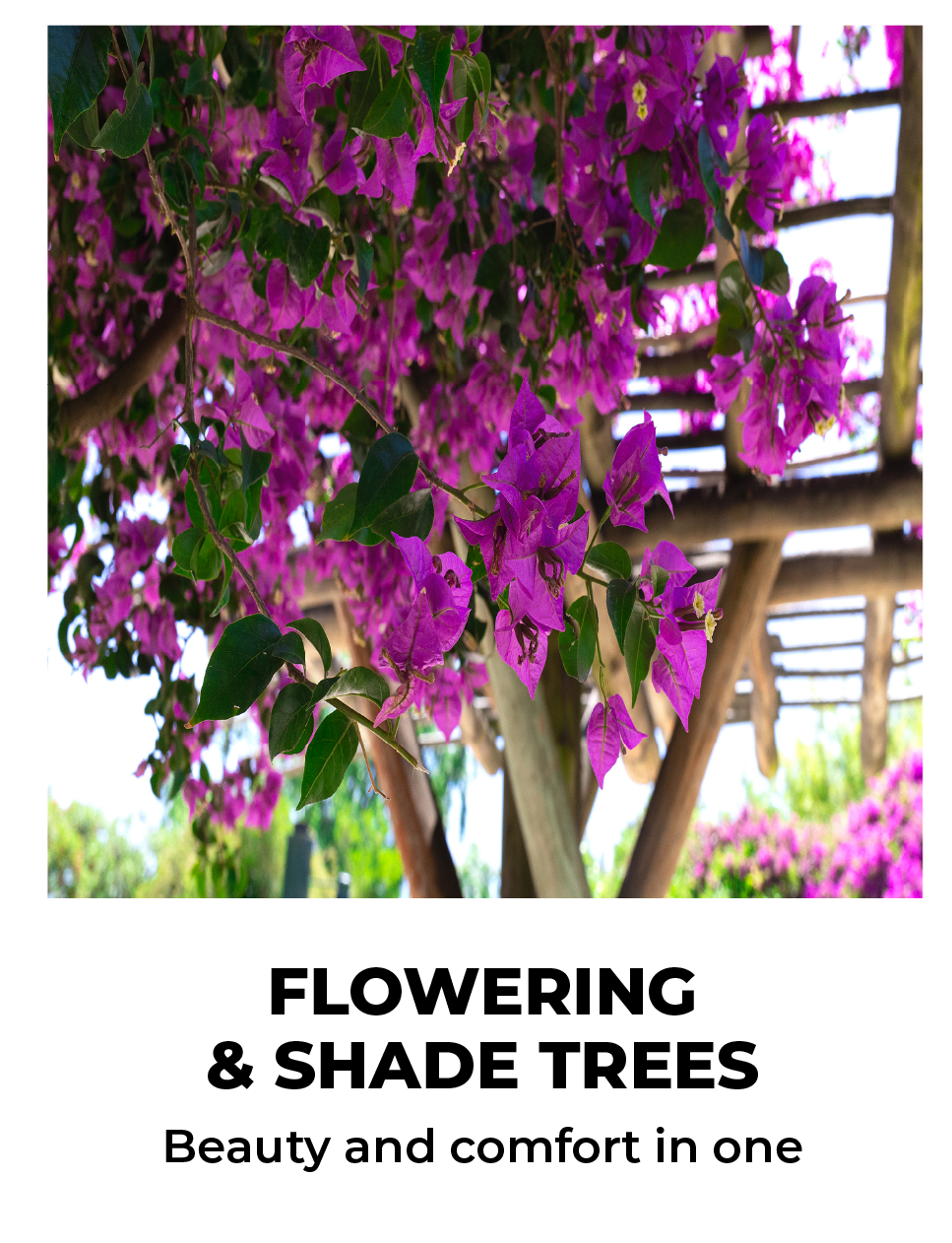 FLOWERING & SHADE TREES Beauty and comfort in one