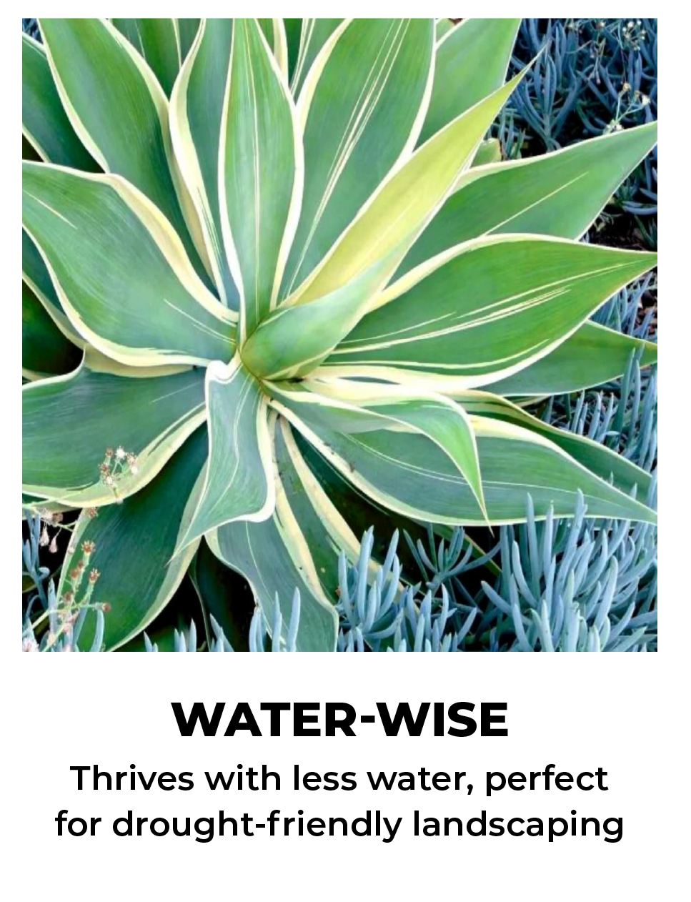 WATER-WISE Thrives with less water, perfect for drought-friendly landscaping
