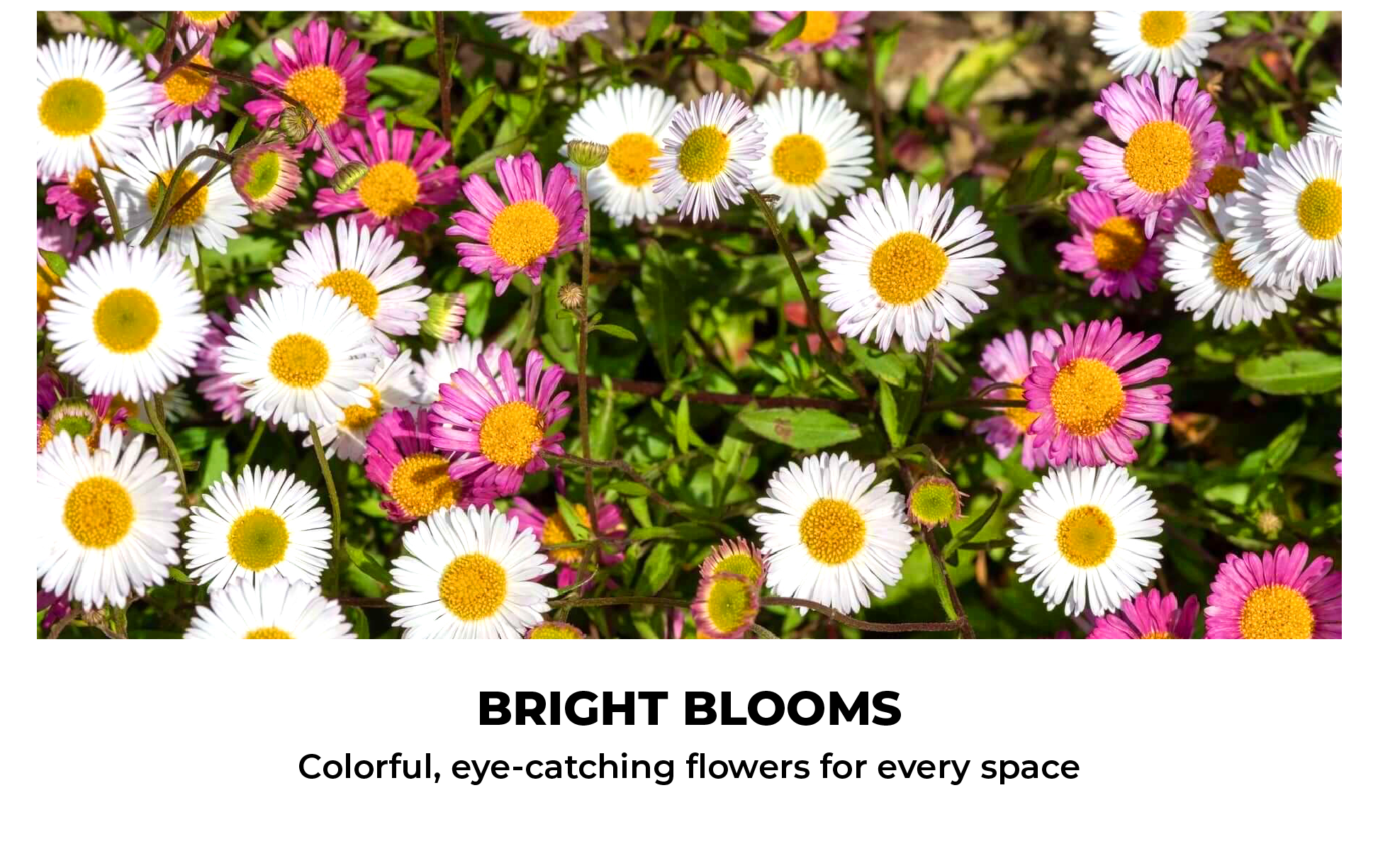 BRIGHT BLOOMS Colorful, eye-catching flowers for every spaceBRIGHT BLOOMS Colorful, eye-catching flowers for every space
